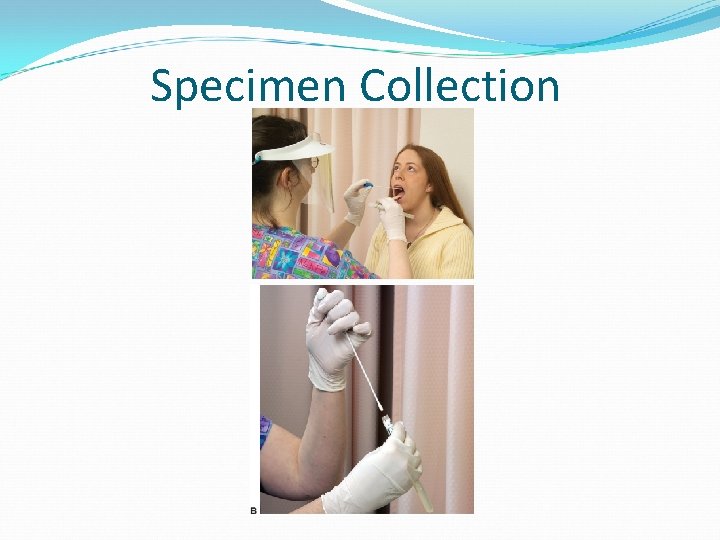 Lesson 7 2 Bacteriology Specimen Collection and Processing