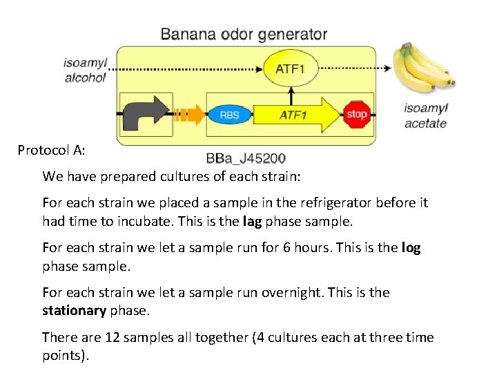 Protocol A: We have prepared cultures of each strain: For each strain we placed