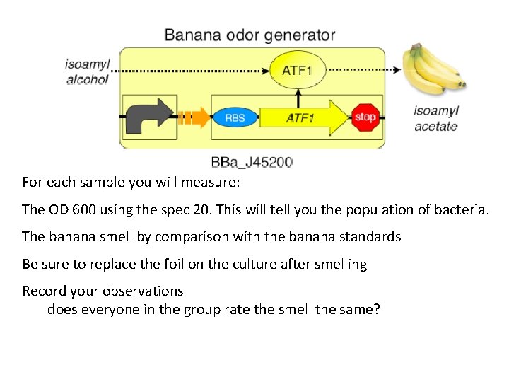For each sample you will measure: The OD 600 using the spec 20. This