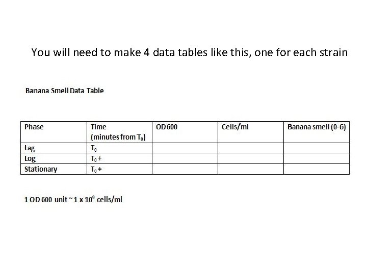 You will need to make 4 data tables like this, one for each strain