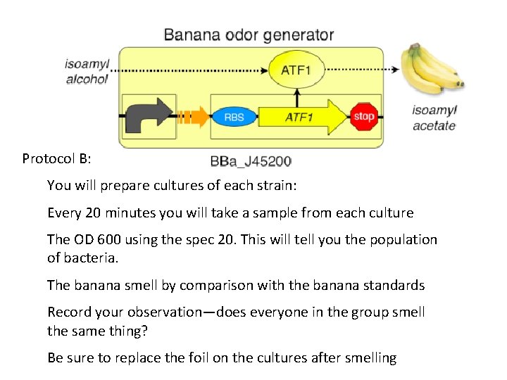 Protocol B: You will prepare cultures of each strain: Every 20 minutes you will