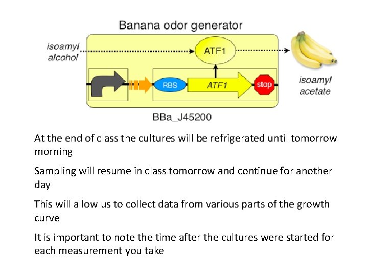 At the end of class the cultures will be refrigerated until tomorrow morning Sampling