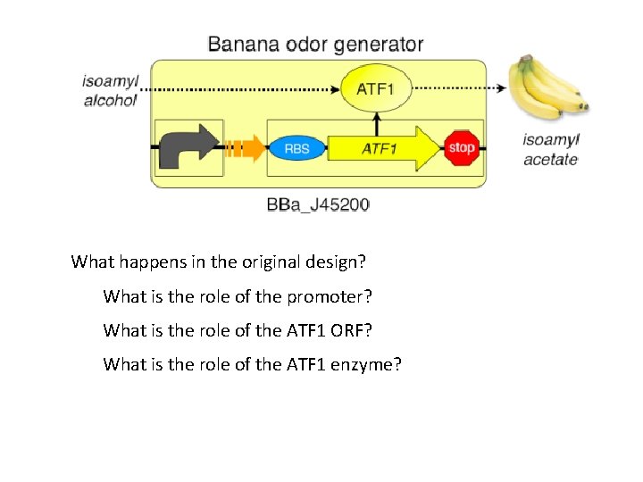 What happens in the original design? What is the role of the promoter? What