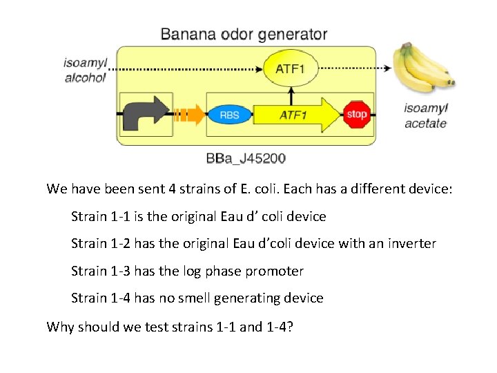 We have been sent 4 strains of E. coli. Each has a different device: