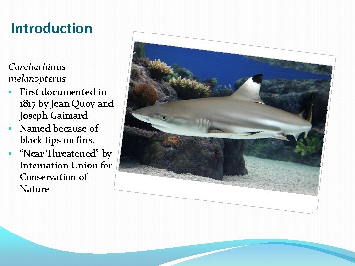 Introduction Carcharhinus melanopterus • First documented in 1817 by Jean Quoy and Joseph Gaimard