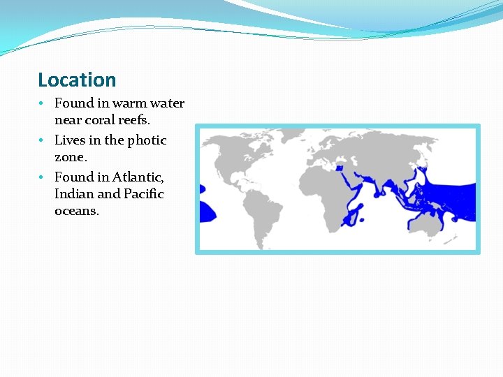 Location • Found in warm water near coral reefs. • Lives in the photic