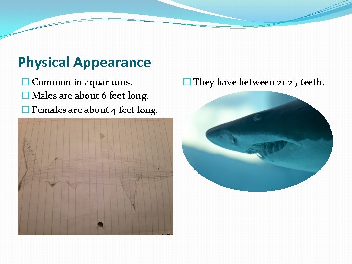 Physical Appearance � Common in aquariums. � Males are about 6 feet long. �