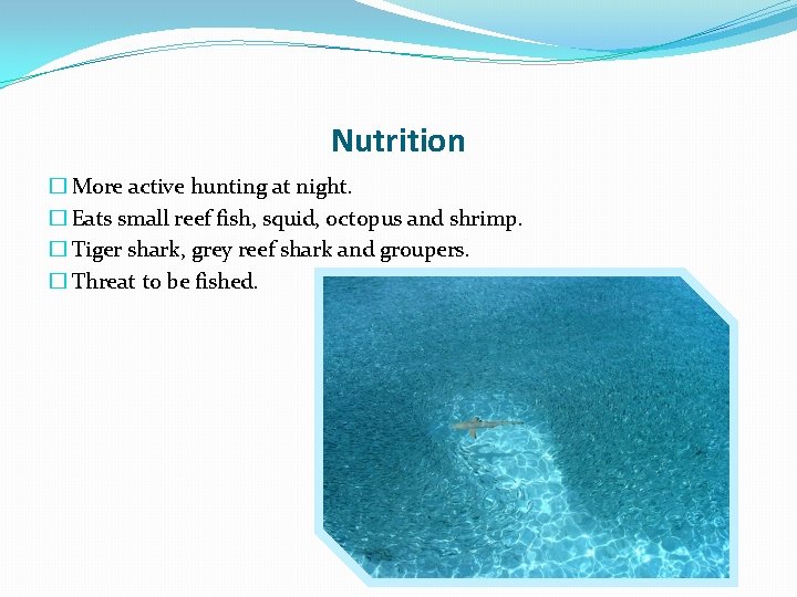 Nutrition � More active hunting at night. � Eats small reef fish, squid, octopus