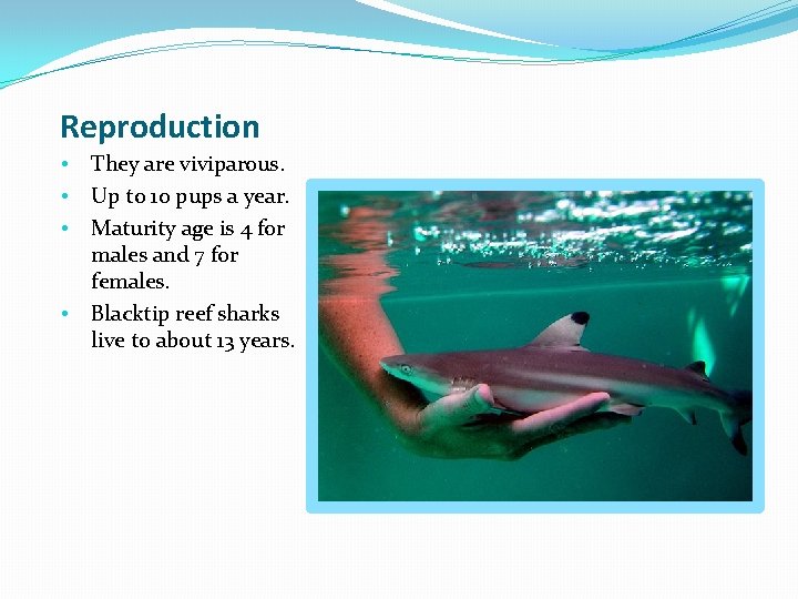 Reproduction • • They are viviparous. Up to 10 pups a year. Maturity age