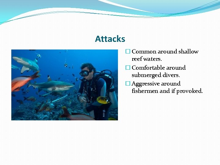 Attacks � Common around shallow reef waters. � Comfortable around submerged divers. � Aggressive