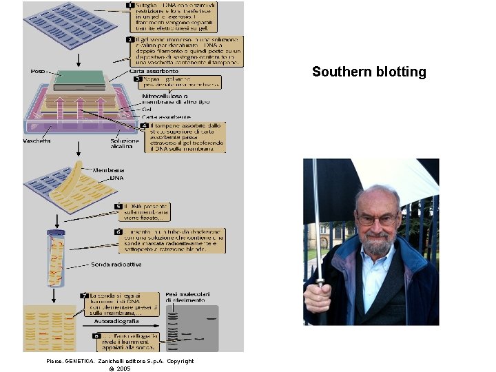 Southern blotting Pierce, GENETICA, Zanichelli editore S. p. A. Copyright © 2005 