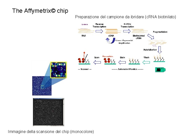 The Affymetrix© chip Preparazione del campione da ibridare (c. RNA biotinilato) Immagine della scansione