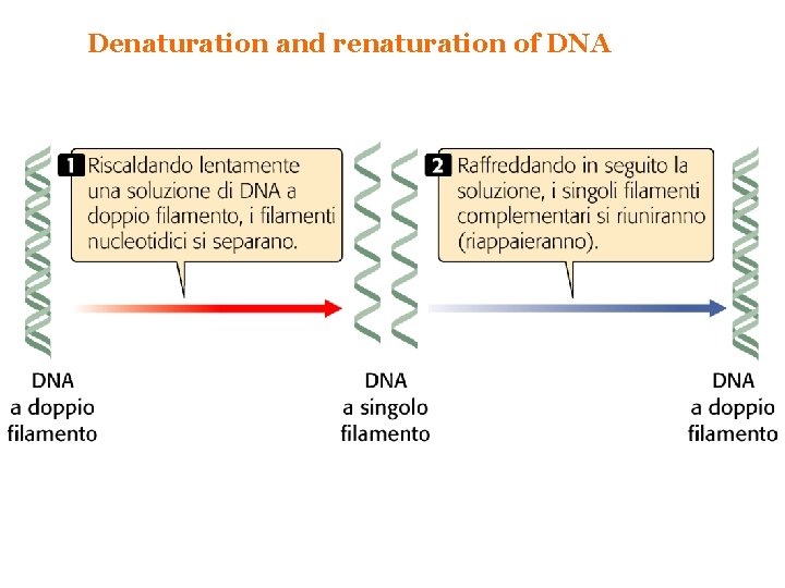 Denaturation and renaturation of DNA 