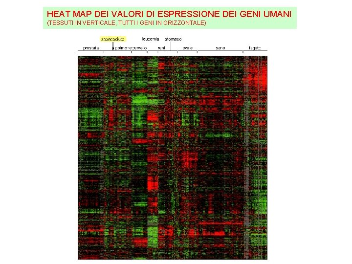HEAT MAP DEI VALORI DI ESPRESSIONE DEI GENI UMANI (TESSUTI IN VERTICALE, TUTTI I