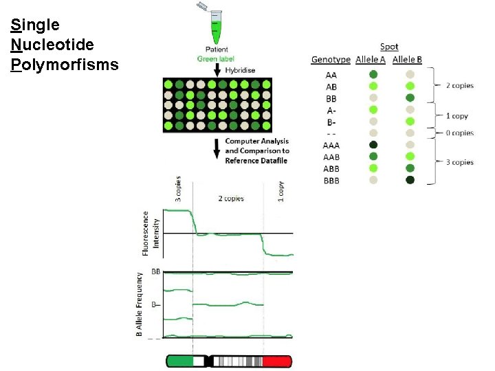 Single Nucleotide Polymorfisms 