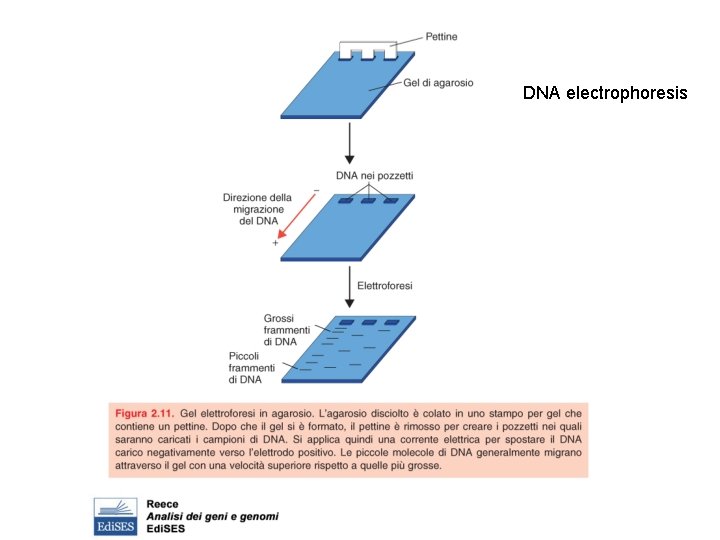 DNA electrophoresis 