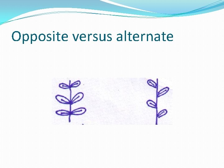Opposite versus alternate 