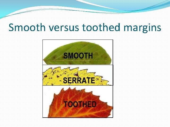Smooth versus toothed margins 
