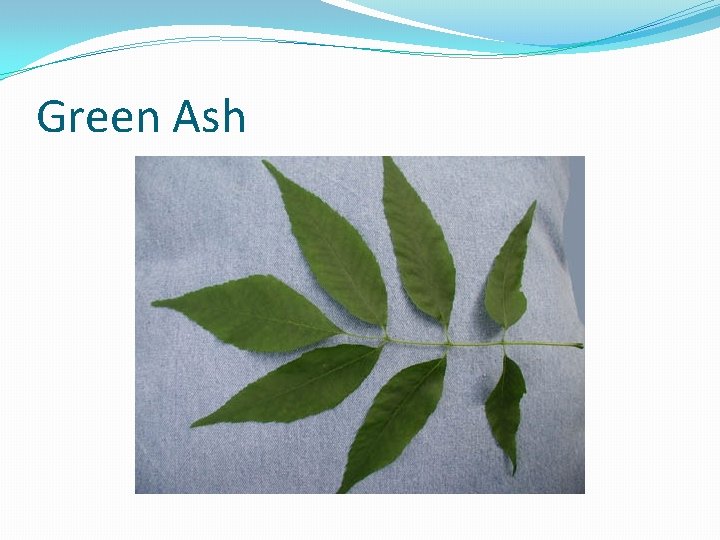 Green Ash 