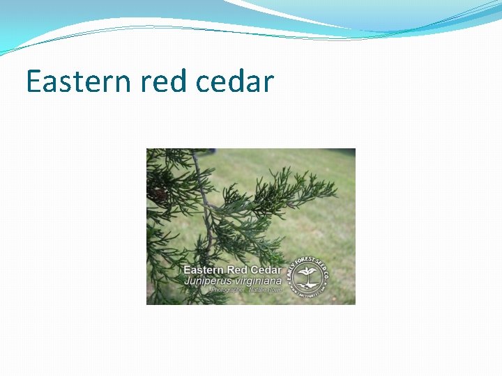 Eastern red cedar 