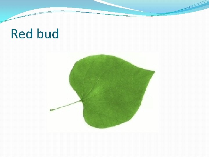 Red bud 