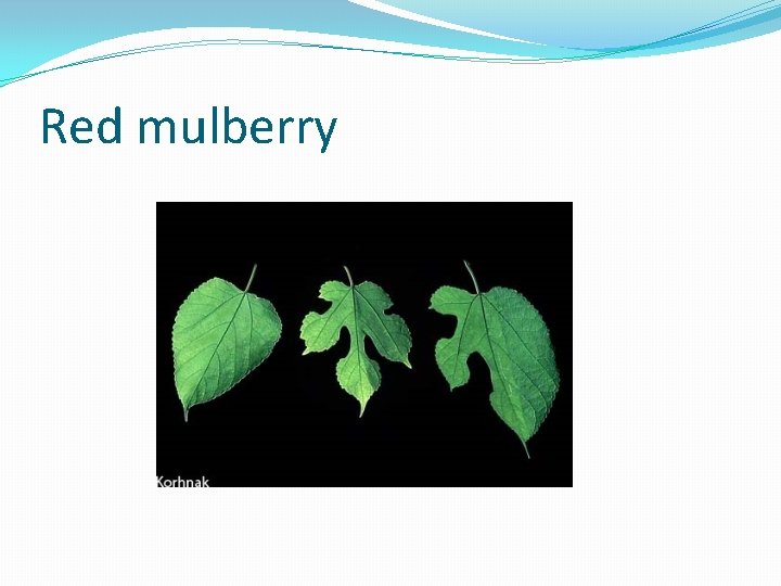 Red mulberry 