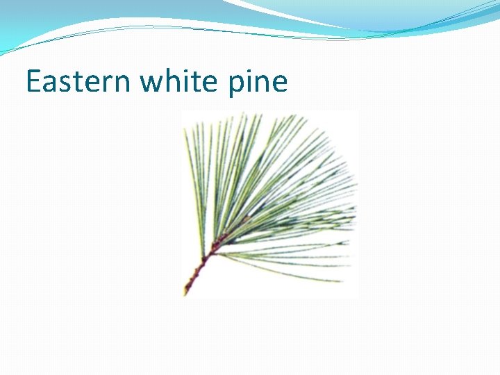 Eastern white pine 