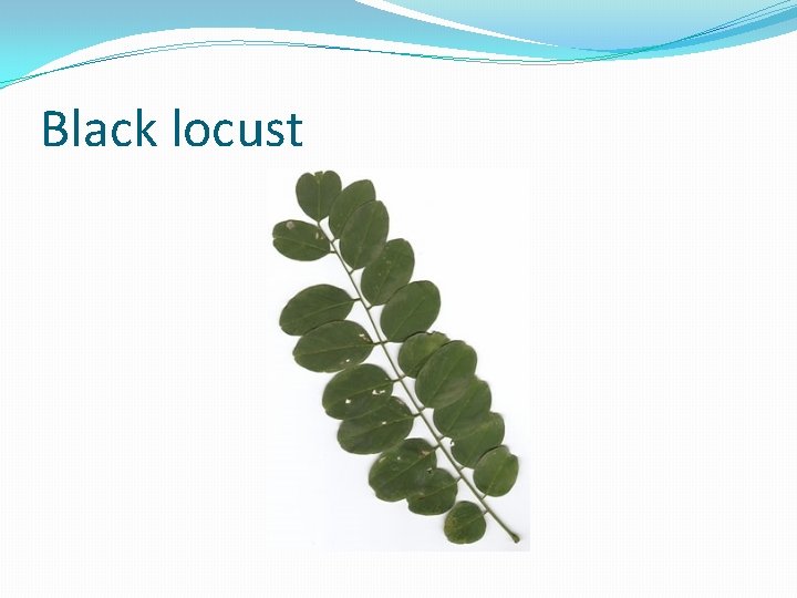 Black locust 