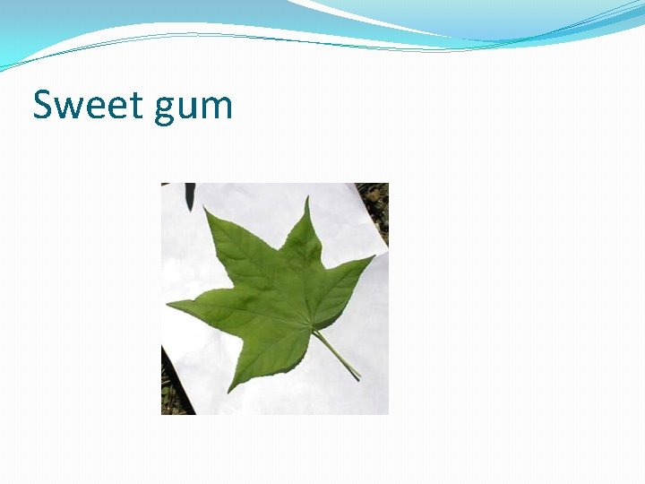 Sweet gum 