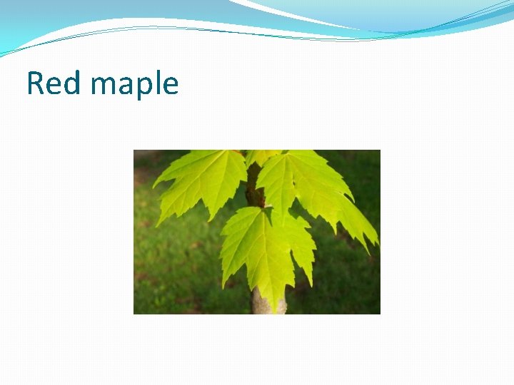 Red maple 
