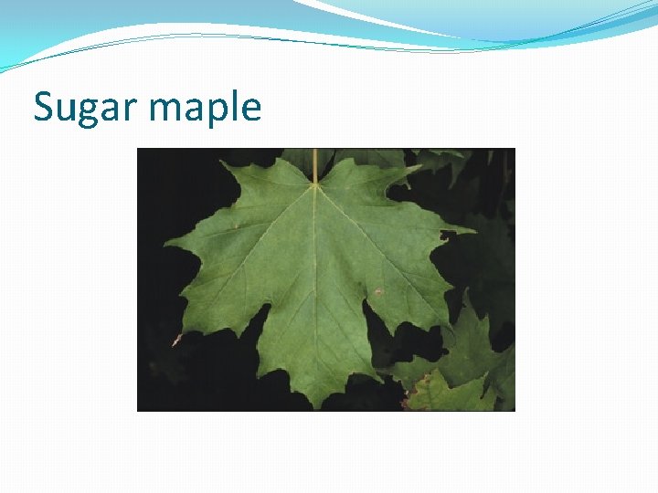 Sugar maple 