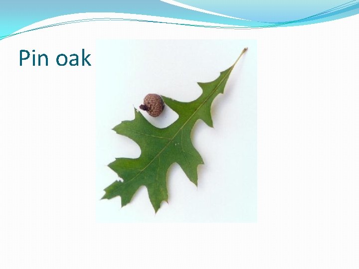 Pin oak 
