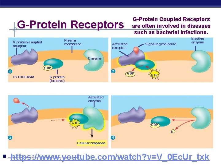 G-Protein Coupled Receptors are often involved in diseases such as bacterial infections. G-Protein Receptors