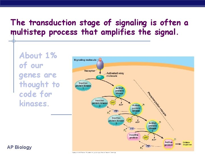 The transduction stage of signaling is often a multistep process that amplifies the signal.