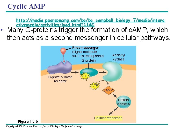 Cyclic AMP http: //media. pearsoncmg. com/bc/bc_campbell_biology_7/media/intera ctivemedia/activities/load. html? 11&C • Many G-proteins trigger the