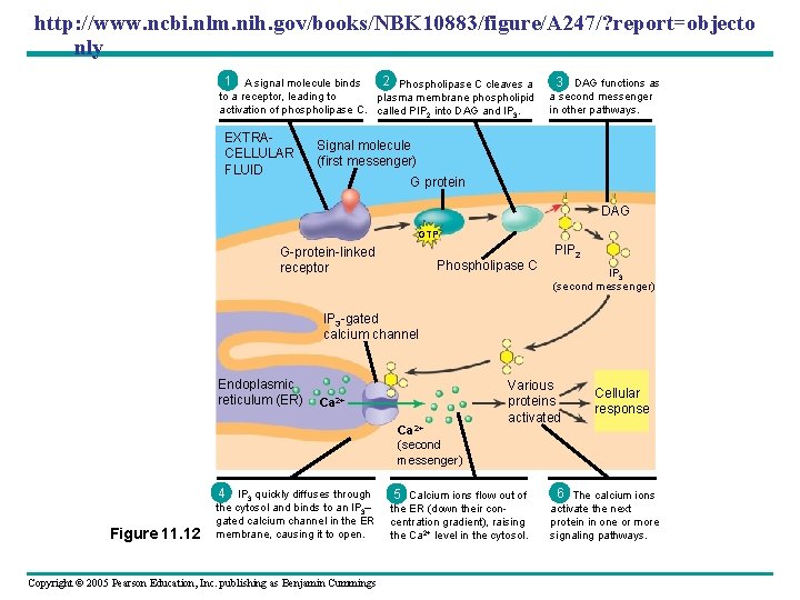 http: //www. ncbi. nlm. nih. gov/books/NBK 10883/figure/A 247/? report=objecto nly 1 A signal molecule