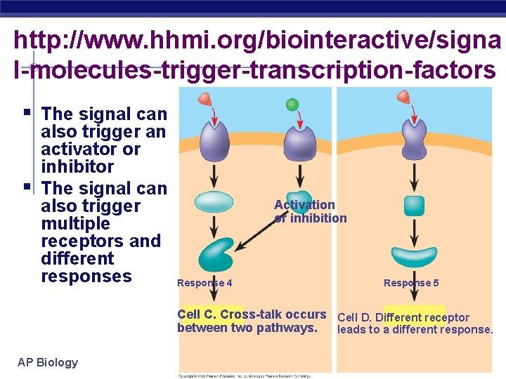 http: //www. hhmi. org/biointeractive/signa l-molecules-trigger-transcription-factors § The signal can § also trigger an activator