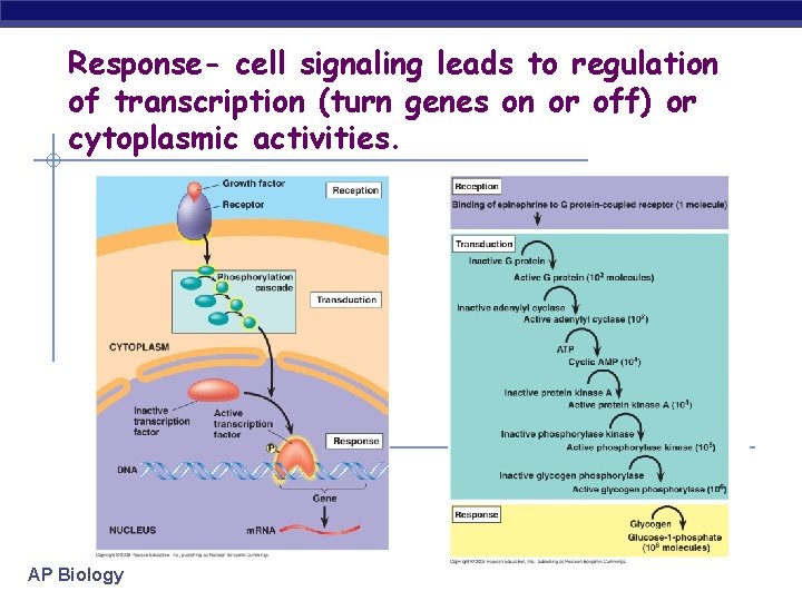 Response- cell signaling leads to regulation of transcription (turn genes on or off) or