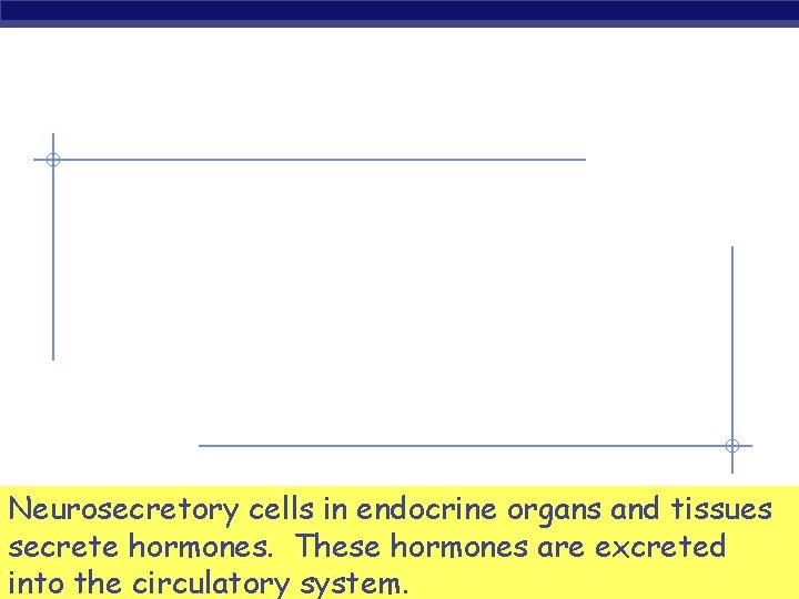 Neurosecretory cells in endocrine organs and tissues secrete hormones. These hormones are excreted AP
