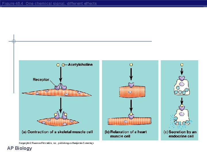 Figure 45. 4 One chemical signal, different effects AP Biology 