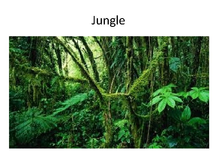 Jungle 