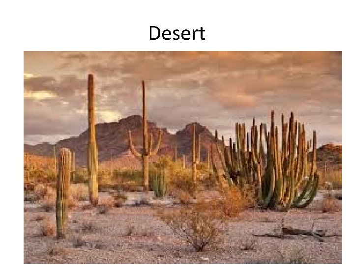 Desert 