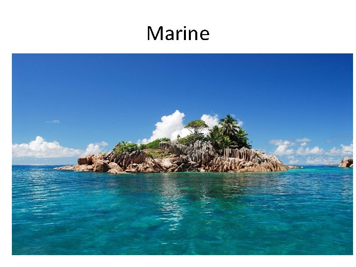 Marine 