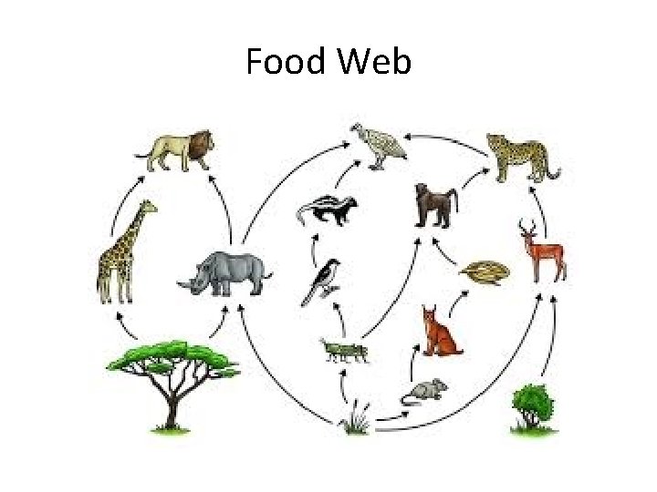 Food Web 