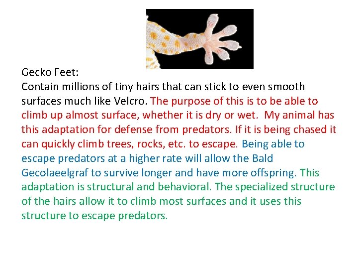 Gecko Feet: Contain millions of tiny hairs that can stick to even smooth surfaces