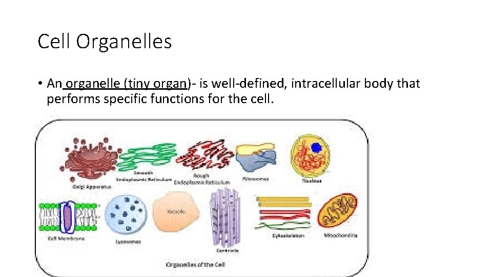 Cell Organelles • An organelle (tiny organ)- is well-defined, intracellular body that performs specific