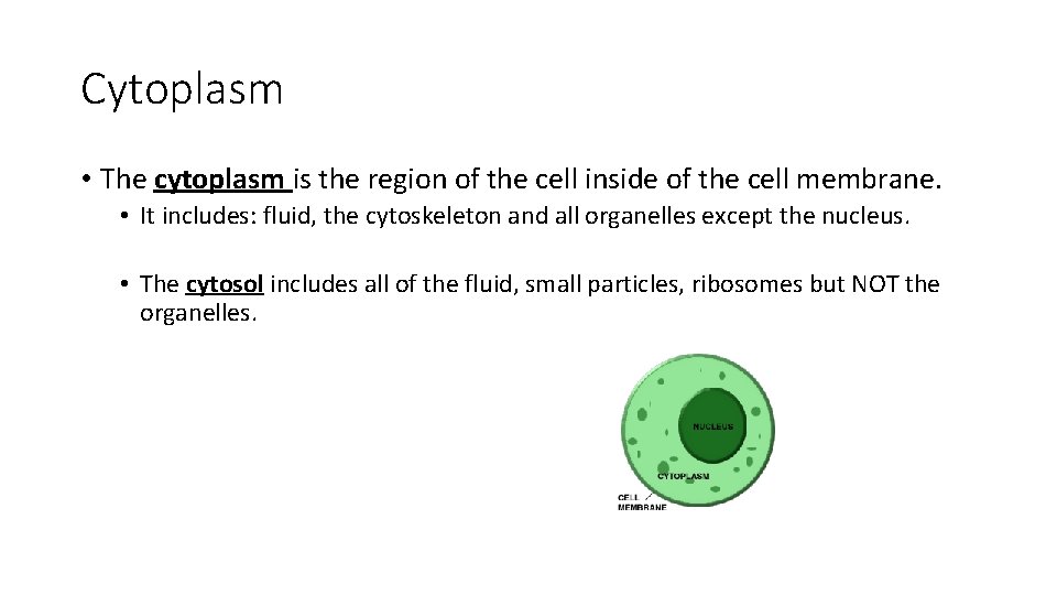 Cytoplasm • The cytoplasm is the region of the cell inside of the cell