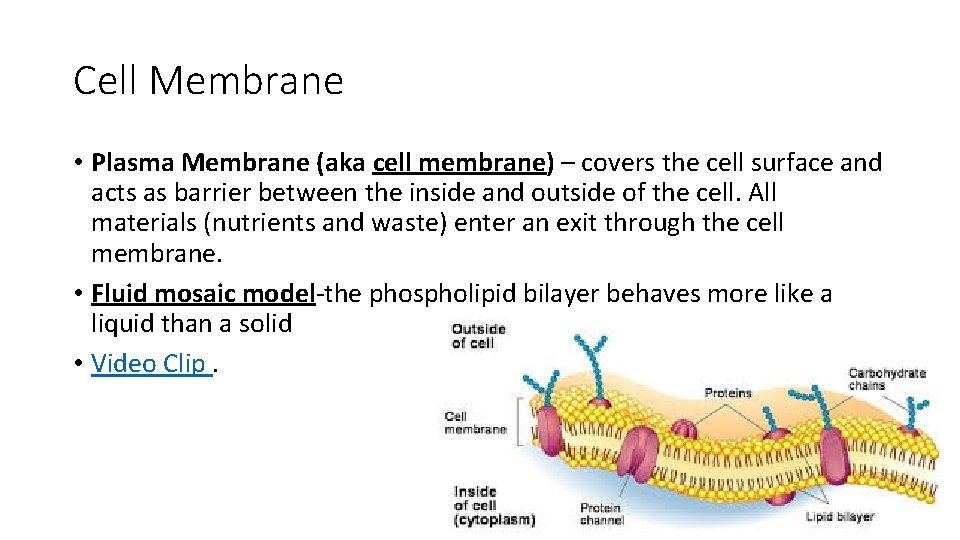 Cell Membrane • Plasma Membrane (aka cell membrane) – covers the cell surface and