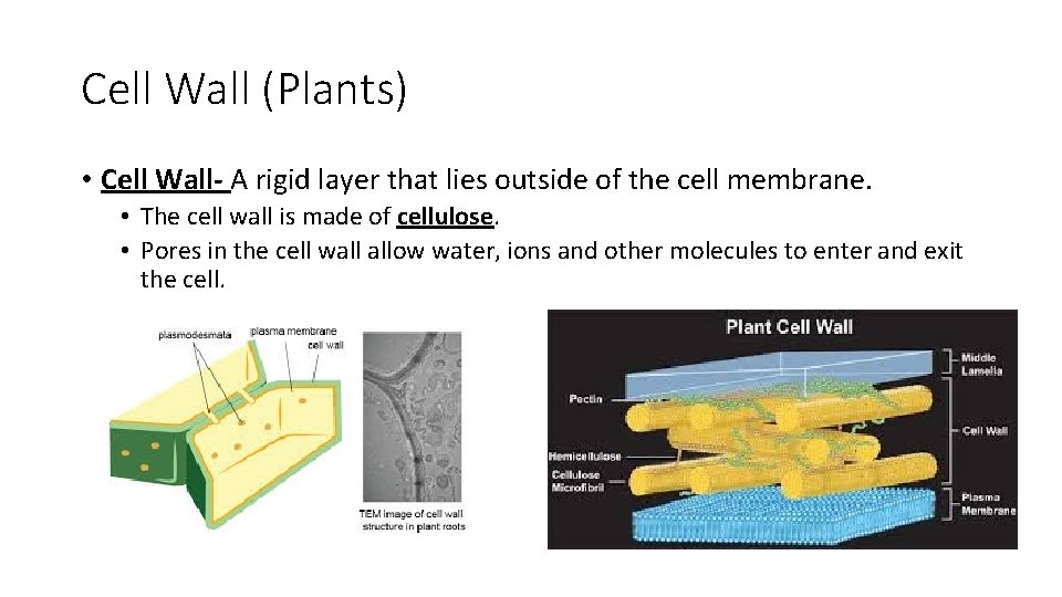 Cell Wall (Plants) • Cell Wall- A rigid layer that lies outside of the