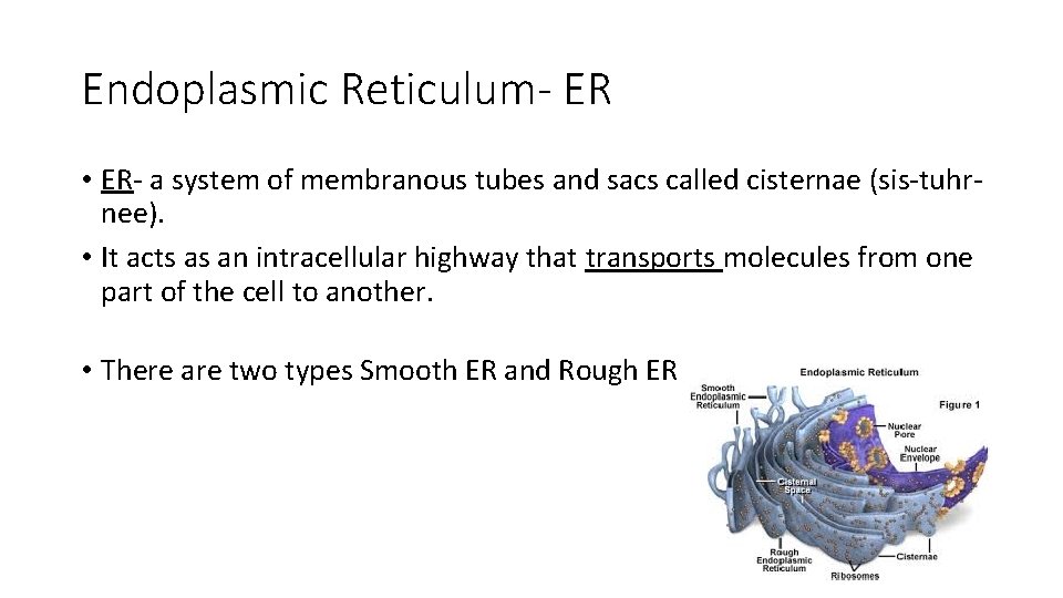 Endoplasmic Reticulum- ER • ER- a system of membranous tubes and sacs called cisternae